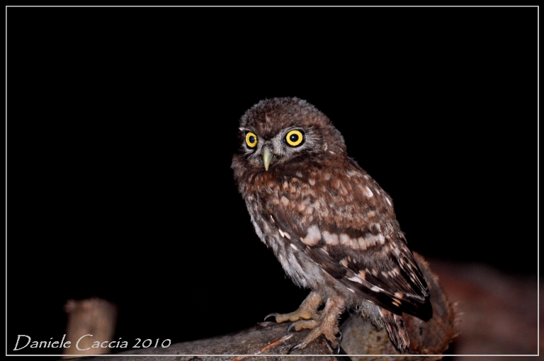 Civetta (Athene noctua)